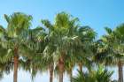 Marbella, Spain. Tropical palm trees Art Print